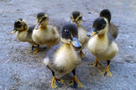 Ducks: We rule the world.