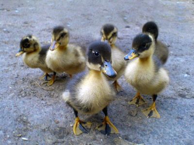 Ducks: We rule the world.