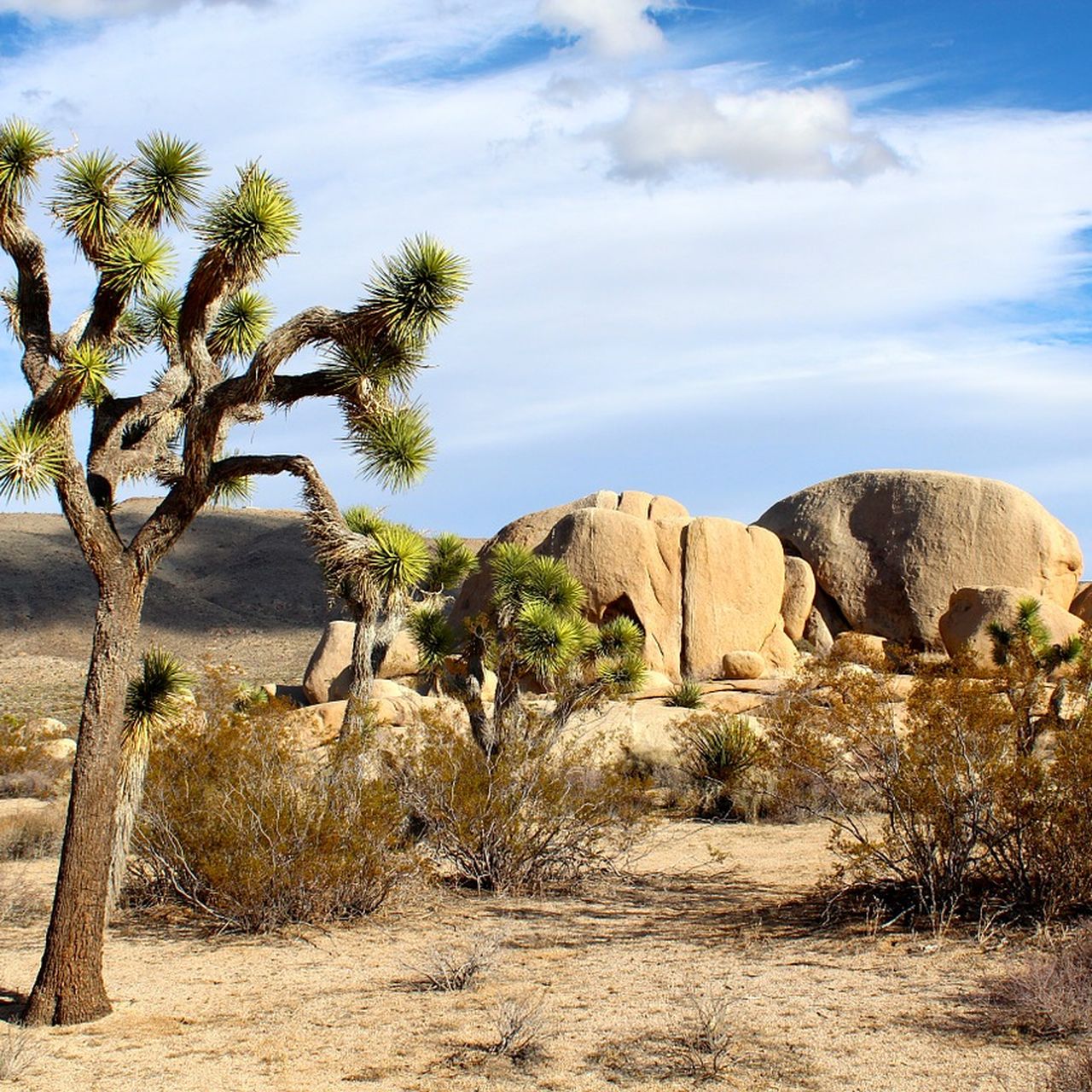Endangered Trees In California