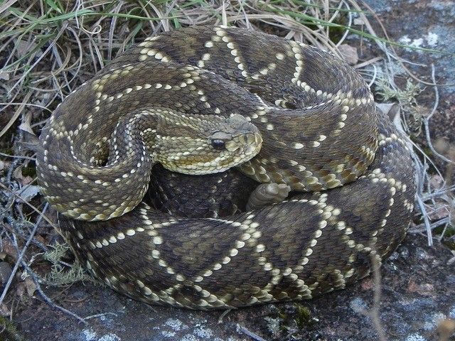 A close up of a coiled snake.