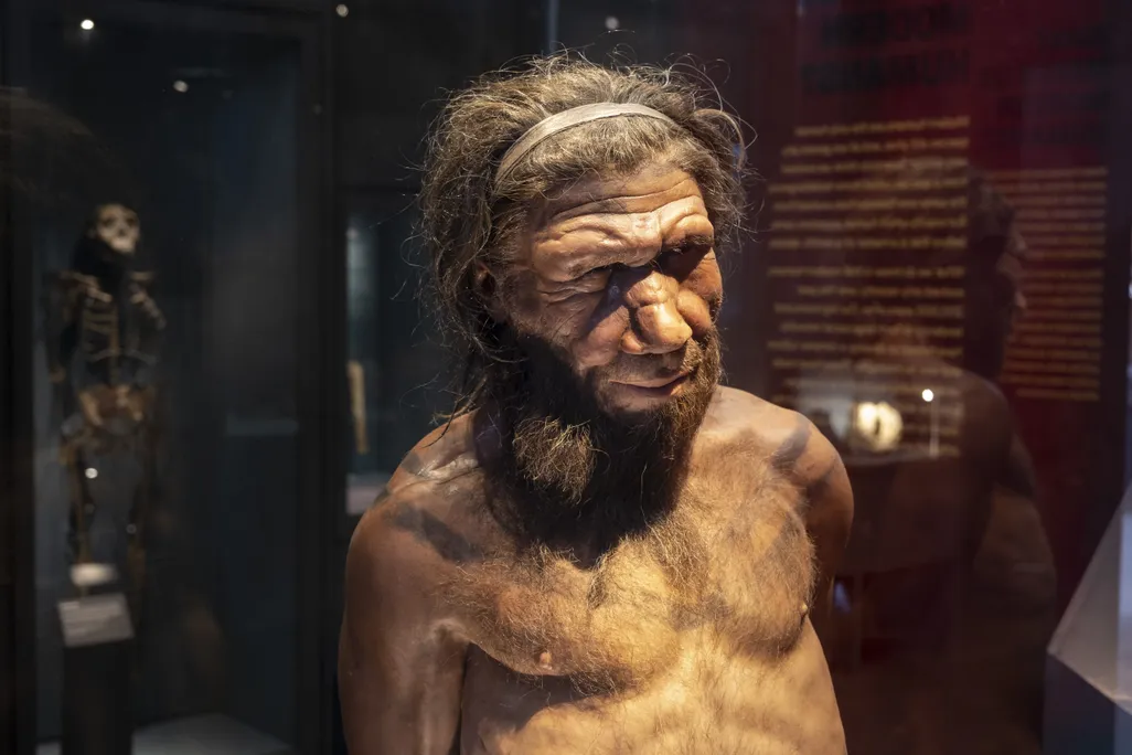 A model of a Neanderthal seen from the chest up