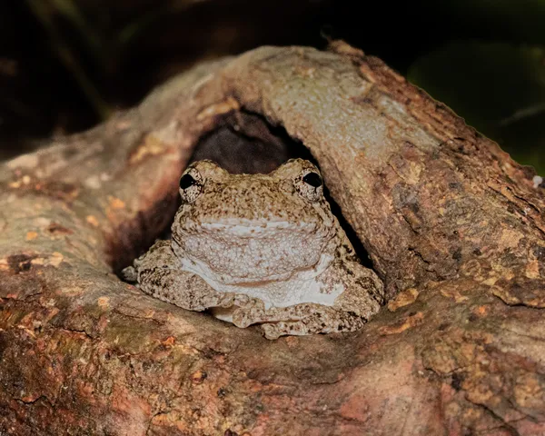 Cope's Gray Treefrog in its hidy-hole. thumbnail