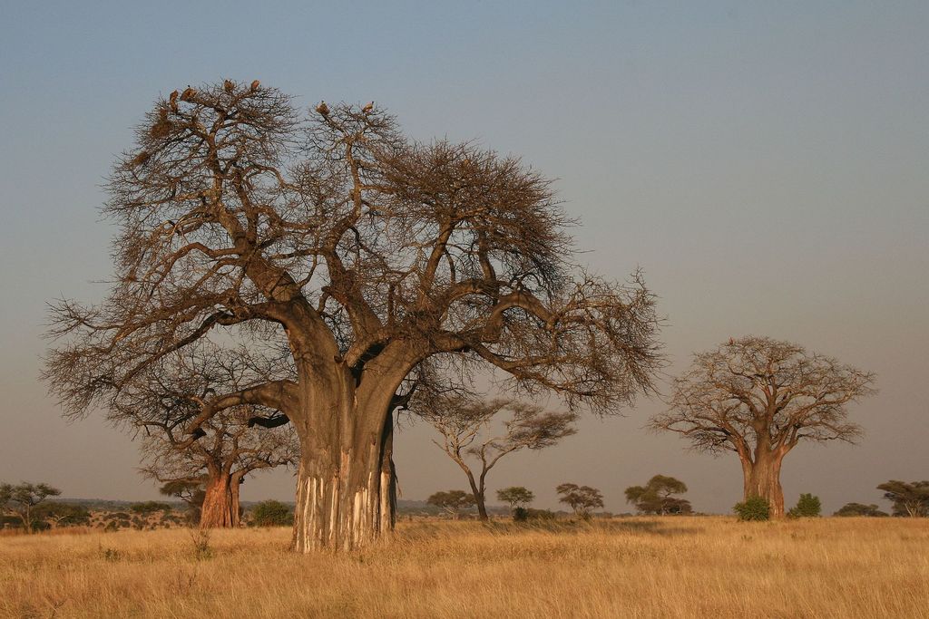 Baobab