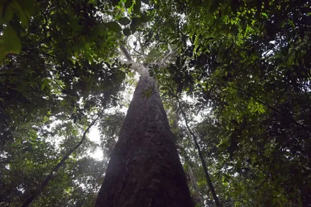 A view of an over 400-year-old tree on Barro Colorodo Island, on November 23, 2015