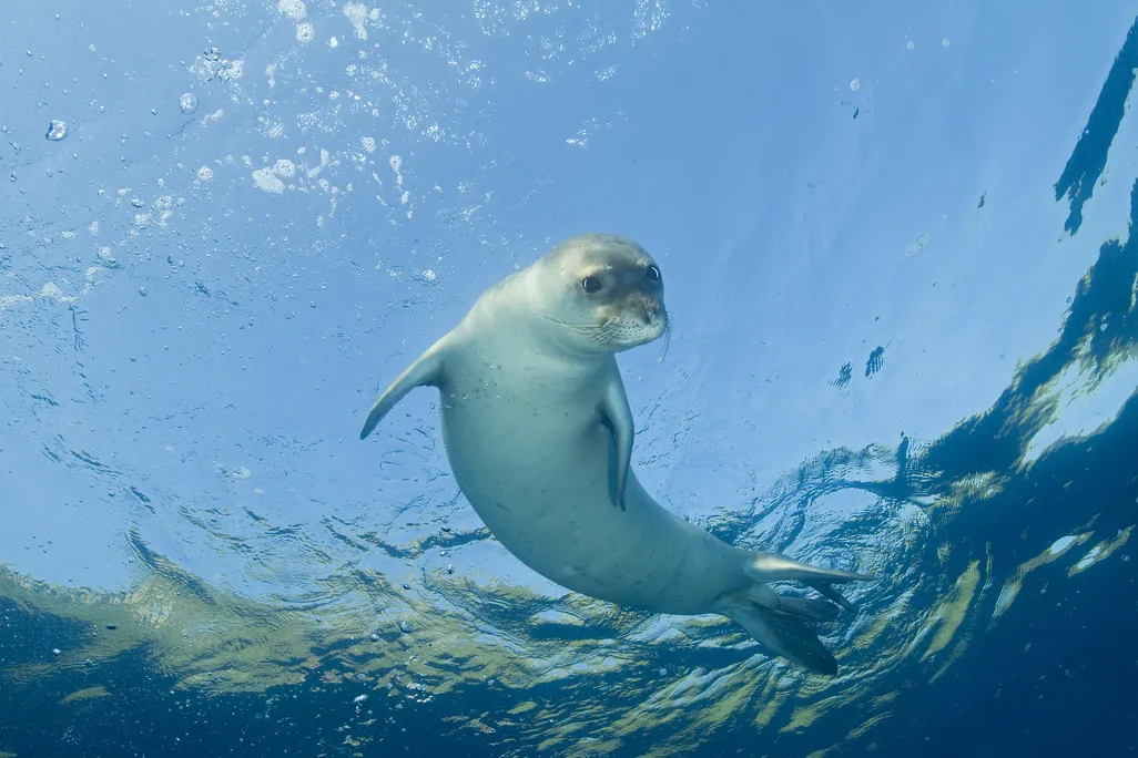 A seal floating in the water