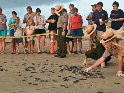 A crowd watches newly hatched Kemp's ridley turtles make their way to the surf.