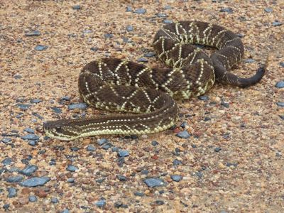 The neotropical rattlesnake, Crotalus durissus, inhabits at least 11 South American countries. This species of viper is widespread and thrives in dry climates. (Carla da Silva Guimarães)