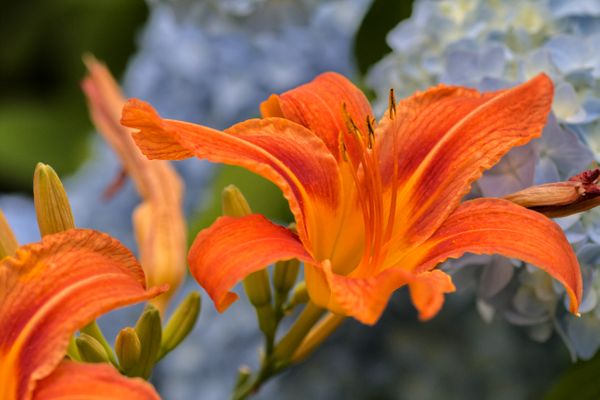 Tiger Lily thumbnail