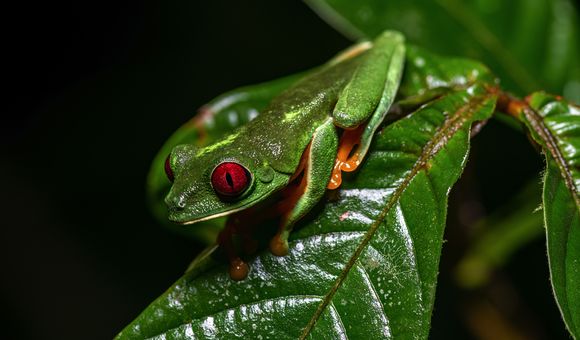 Tree Frog