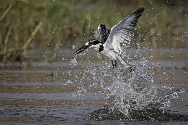 1) Pied Kigfisher Success thumbnail