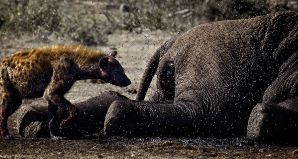 Millions of flies won't stop a Spotted Hyena feasting on an elephant carcass thumbnail