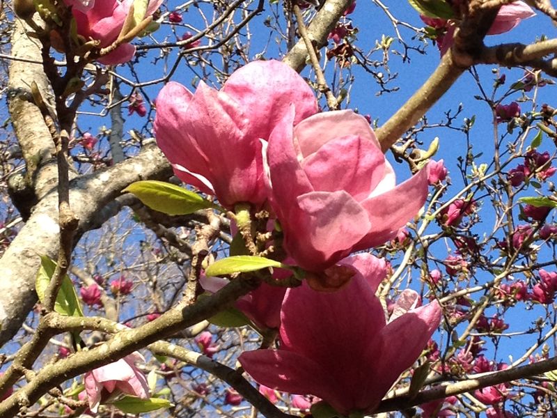 Blooming Tulip Tree Smithsonian Photo Contest Smithsonian Magazine