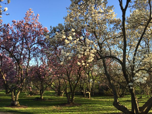 Magnificent magnolias thumbnail