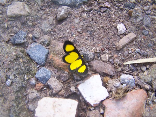 yellow & black thumbnail