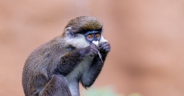 Monkey eating thumbnail