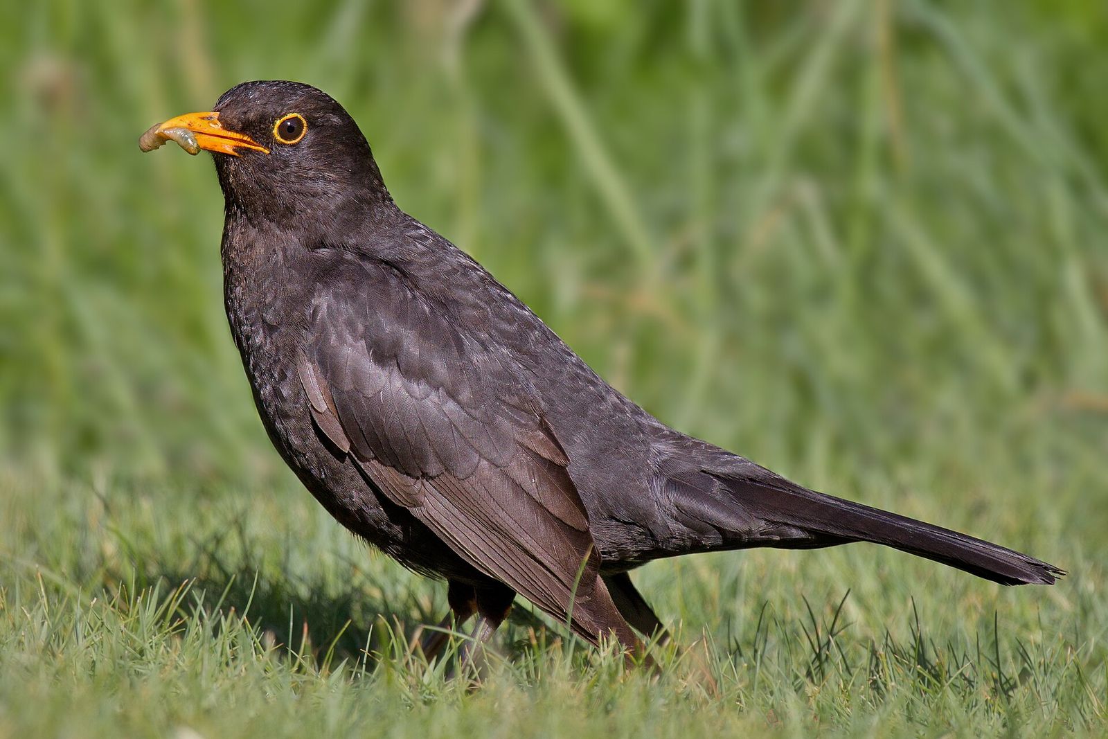 Some Birdsongs Are More Pleasing to Human Ears Than Others. Higher-Pitched, Complex Calls Tend to Sound More Beautiful to Us