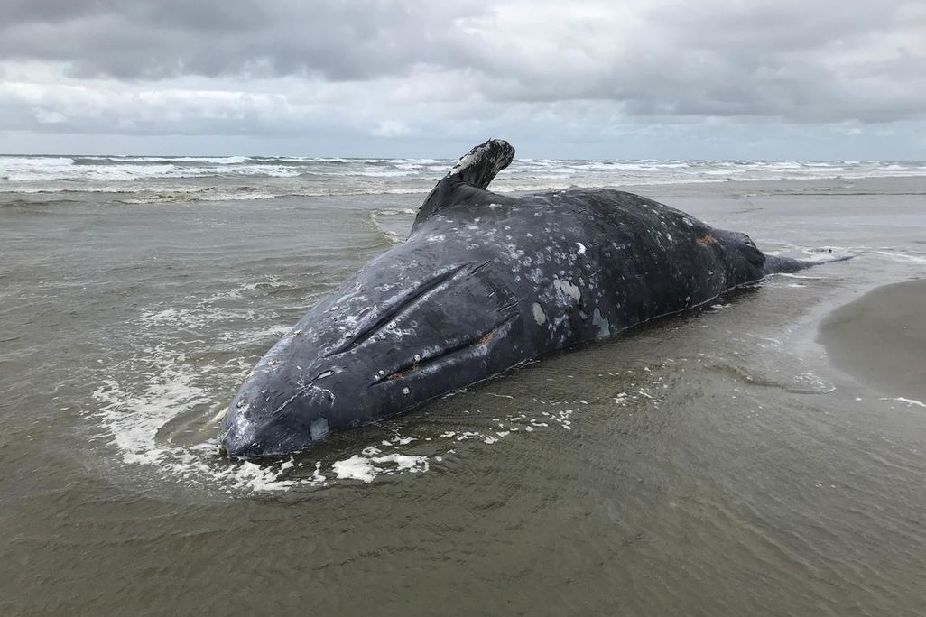 Gray Whale