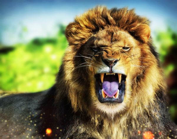 Lion King Roar Portrait thumbnail