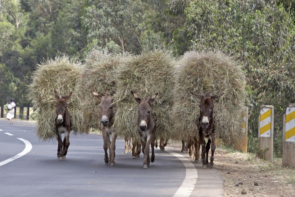 Four donkeys carry loads of grass on their backs
