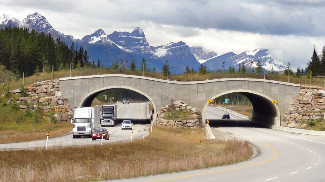 Wildlife overpass