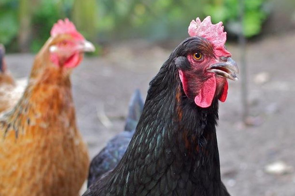 chickens.jpg