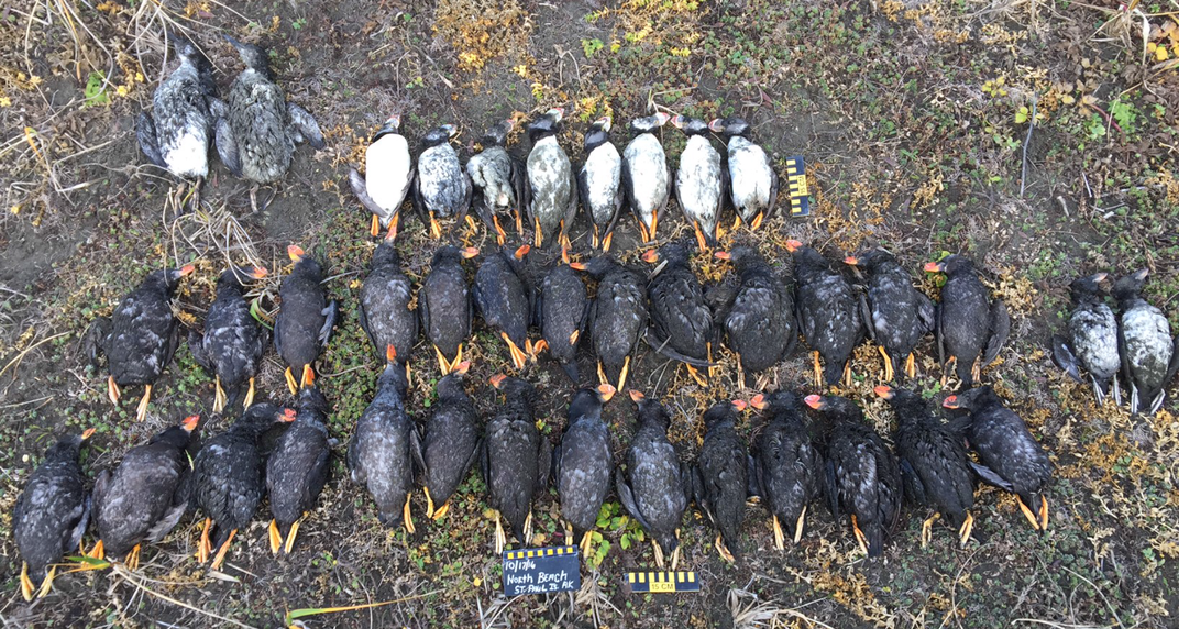 Why Have Thousands of Puffins and Other Seabirds Died En Masse in the Bering Sea?