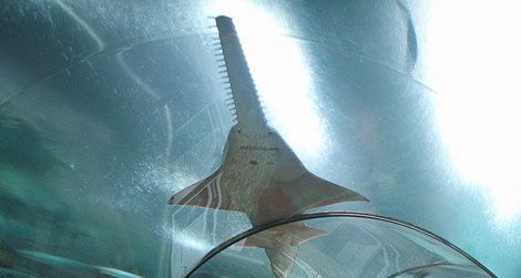 20120323104049sawfish-thumb.jpg