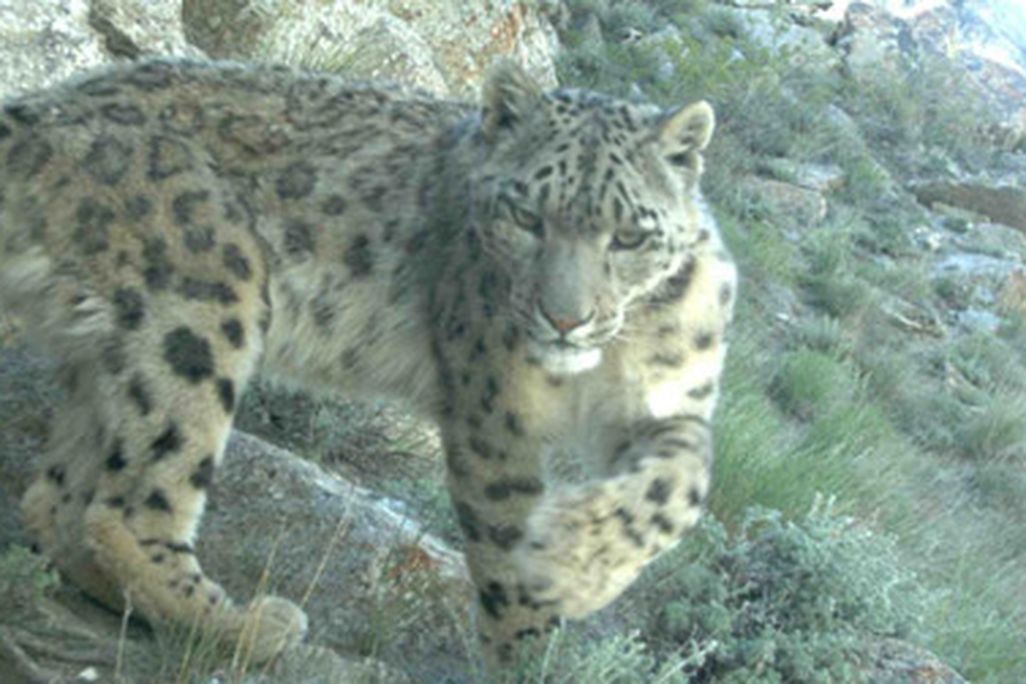 A snow leopard caught in a camera trap in Afghanistan