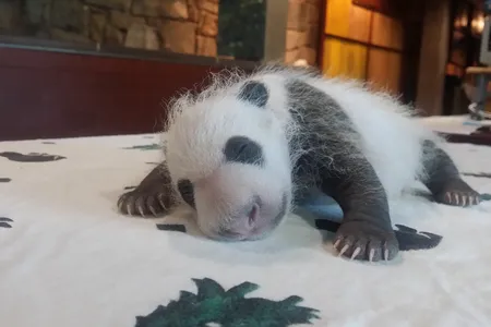 Keepers weighed the panda cub Sept. 14, when Mei Xiang left her den. He weighed 1.9 pounds.
