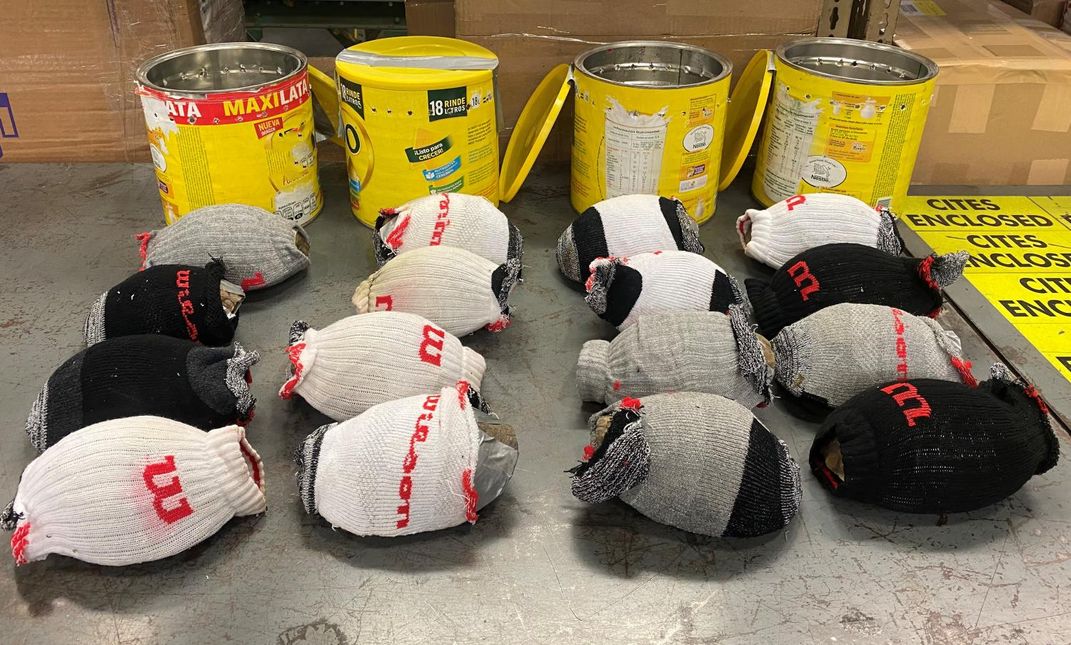 16 box turtles wrapped in socks with coffee cans in the background