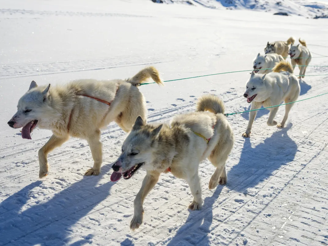 sled dogs on Ammassalik Island