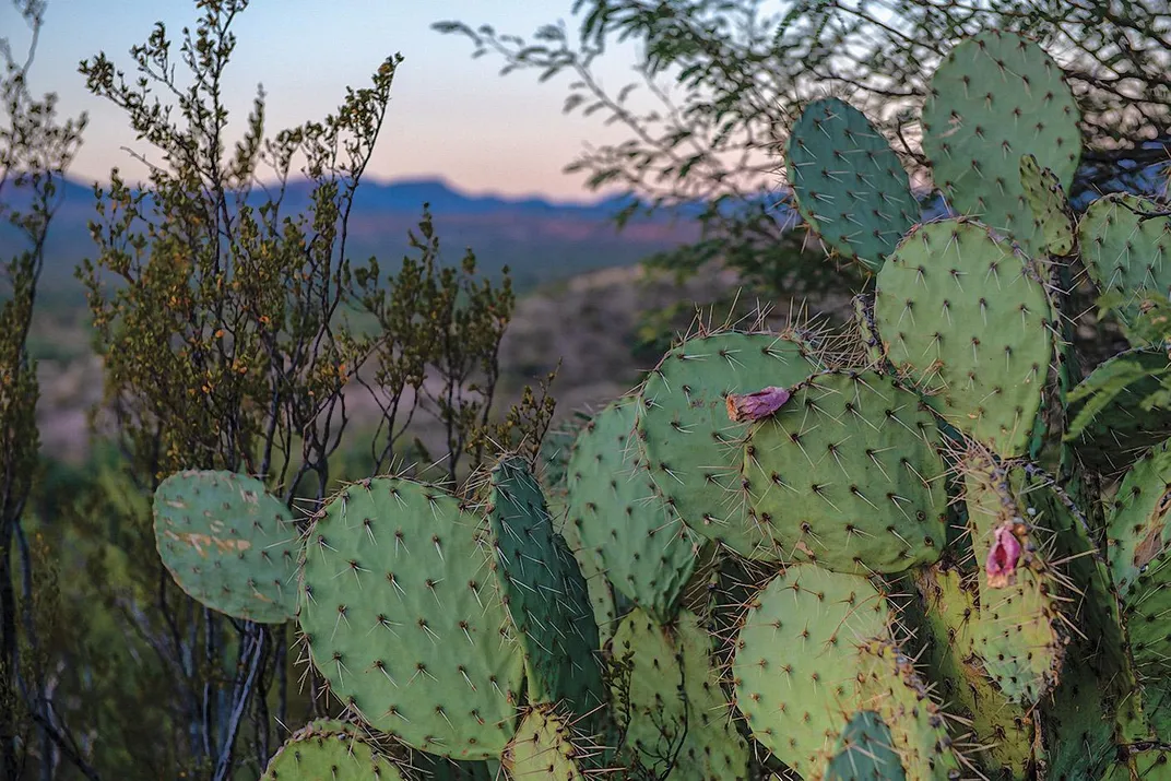 A prickly pear cactus on the San Carlos Reservation. 