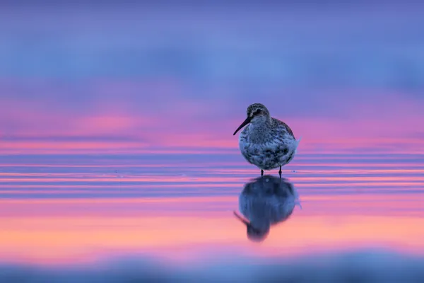 Painted horizon thumbnail