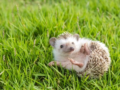 Please don't smooch or snuggle your hedgehog too much, CDC says.