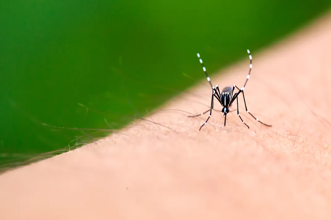 Asian Tiger Mosquito