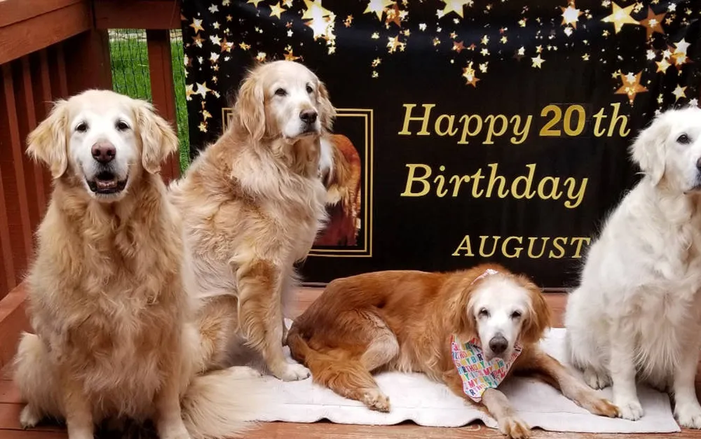 Augie and her three golden retriever "siblings" celebrate her 20th birthday in April