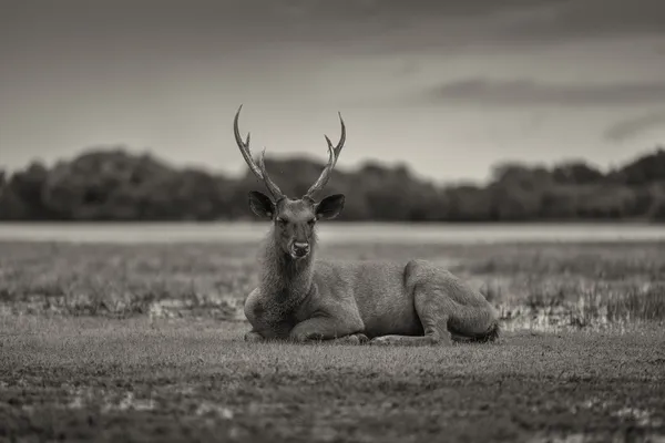 Stillness of the Sambar at Daybreak thumbnail