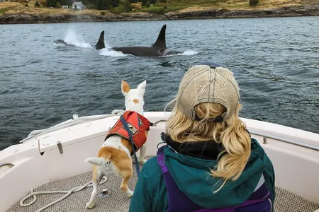 Eba the poop-sniffing dog