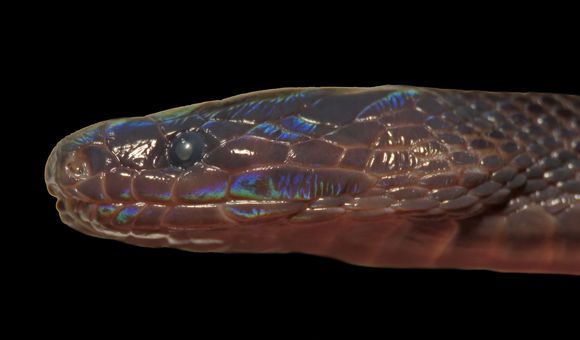 Scientists discovered a new species of odd-scaled burrowing snakes in northern Vietnam. (American Society of Ichthyologists and Herpetologists)
