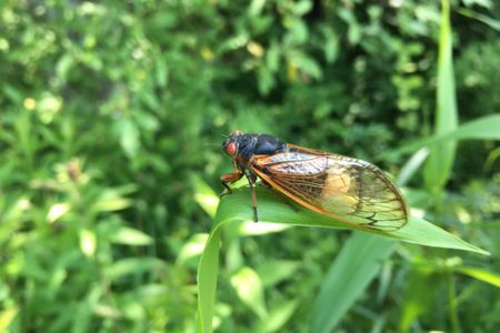 Giving lovebugs a whole new meaning.