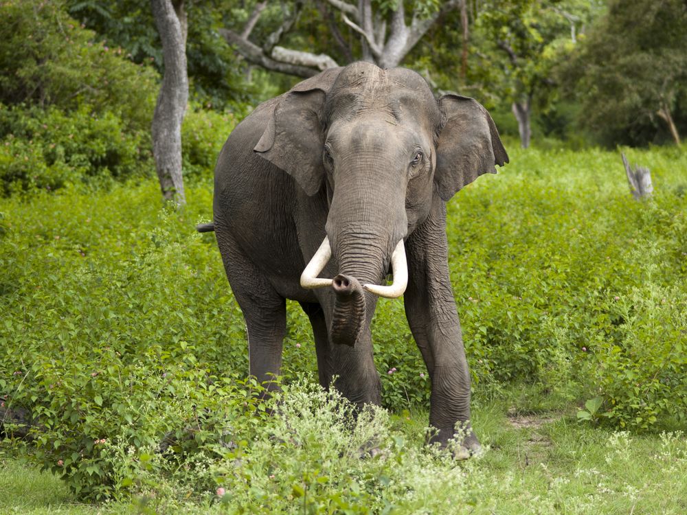 elephant tiger