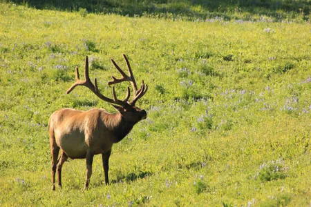 This majestic Yellowstone elk would like you to shut up. 