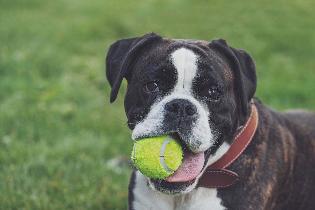 Boxer dog with tennis ball in mouth