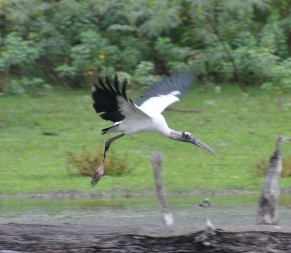 Wood stork flying away off lake in Texas thumbnail
