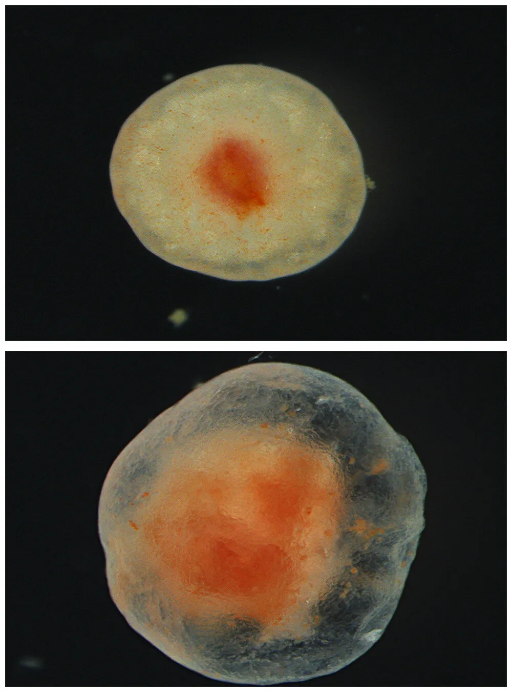 a white blog with a small red center at the top, and a semi-transparent blog with a larger reddish center