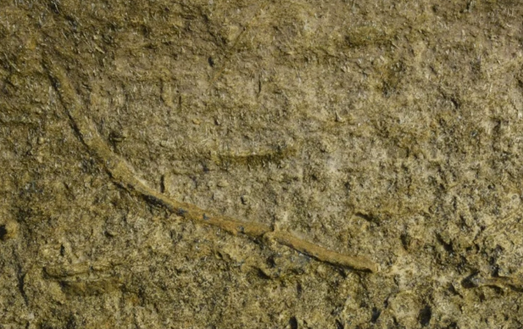 A fossil showing a tunnel made by ancient burrowing worms