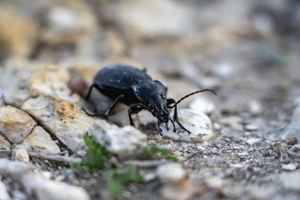 A beetle on a walk. thumbnail