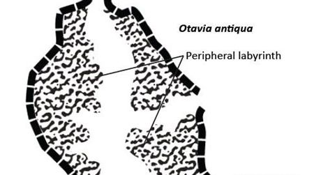 Otavia is globular or ovoid in shape.