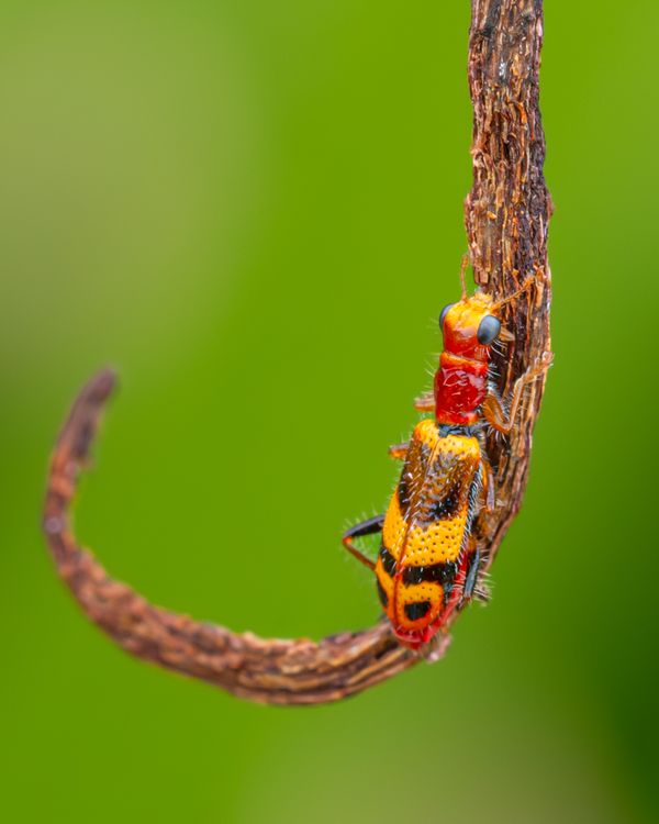 Colourful Clerid Beetle thumbnail