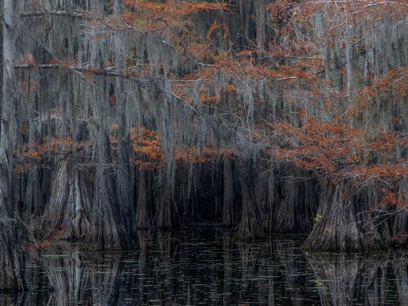 Cypress Trees of Caddo Lake TX Smithsonian Photo Contest